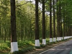 -黄海国家森林公园