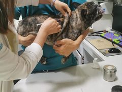 -西安京西宠物医院·瘫痪·疑难杂症