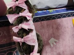 -纳吉亚猫专科动物诊疗中心(蒋宅口分院)