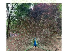 -贵州森林野生动物园