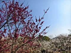 -香雪海