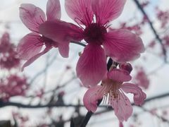 -狐尾山公园