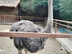 -栾川竹海野生动物园