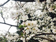 -武汉大学-樱园