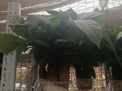 -龙大花卉苗木市场