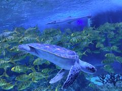 -海合安成都极地海洋公园