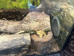 -上海大自然野生昆虫馆