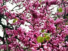 iphone_upload_pic-西安青龙寺遗址景区