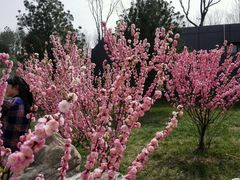 android_upload_pic-鹦鹉寺公园