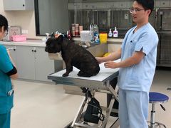 -爱妮康宠物医院·干细胞免疫细胞·肿瘤·心脏(张江店)