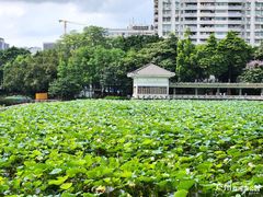 -荔湾湖公园