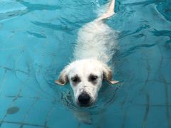 -趣玩宠物乐园寄养训犬训狗游泳池