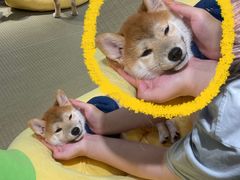 -逗柴咖啡屋·狗咖猫咖宠物桌游