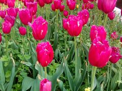 -洛阳郁金香牡丹园