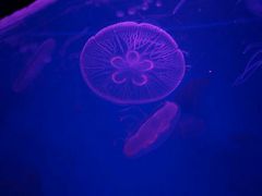 android_upload_pic-常州海昌海洋探索馆