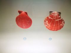 -青岛贝壳博物馆