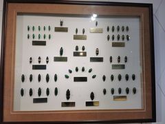 -上海昆虫博物馆