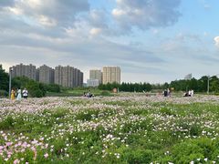 -洋湖国家湿地公园
