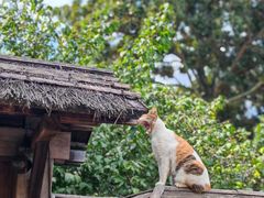 -龙华素斋(龙华路店)