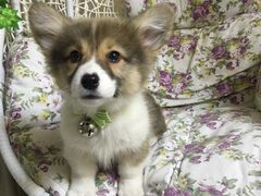 -超宠爱宠物摄影-Super pet