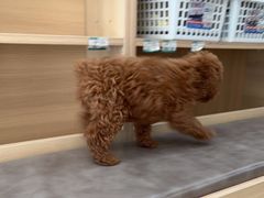 -宠福鑫康馨动物医院·骨科·眼科