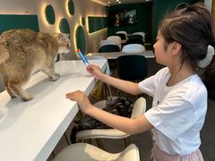 -飞行喵MR PILOT|猫舍·猫咖(静安大融城店)