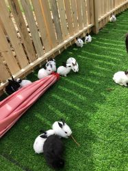 -萌宠亲子动物乐园(槐房万达店)