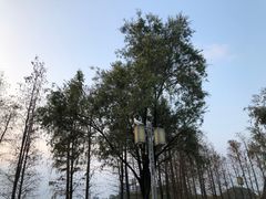 -顺峰山公园