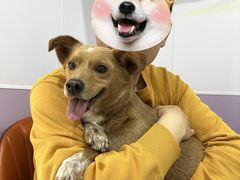 -A猫a狗全科·犬猫异宠·芥西宠物医院(南开总院)