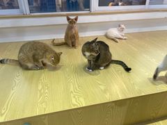 -Heymao猫咖.咖啡厅(东门店)