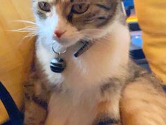 -Sirena海妖日咖夜酒