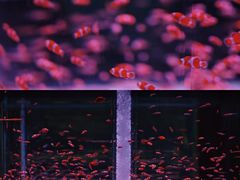-海合安成都极地海洋公园
