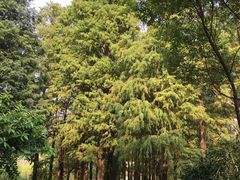 -金山植物公园
