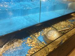 -舟山朱家尖威斯汀酒店·知味标帜自助餐厅