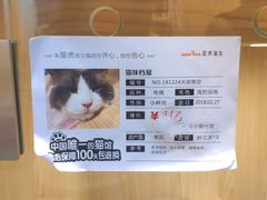 -屋虎猫馆(宝安大仟里店)