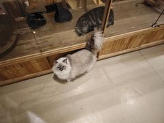 -藏猫猫咖啡主题馆(中央大道店)