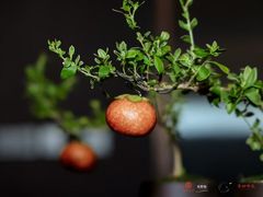 -食悦江南·淮扬菜·烤鸭(亚运村·惠新店)