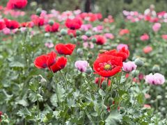 -国家植物园南园