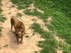 -西霞口神雕山野生动物世界
