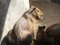 -石家庄市动物园