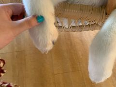 -Husky Go! 哈士奇体验馆·宠物咖啡厅狗咖