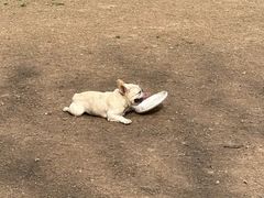 -趣多多宠物公园·宠物训犬学校·宠物寄养