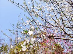 -重庆彩云湖湿地公园