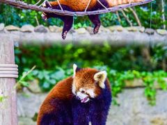 -上海野生动物园