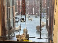-楼上猫咖(罗湖店)