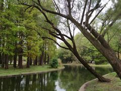 -上海共青森林公园