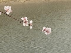 -桃花堤公园