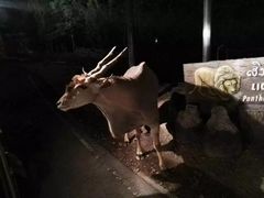 -清迈夜间动物园