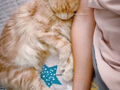-70cat德文卷毛猫·缅因猫纯种猫舍