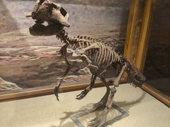 -国家自然博物馆